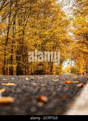 Une route sinueuse avec des chutes lâches laisse à travers les arbres d'automne en allemagne rhénanie palantino. Banque D'Images