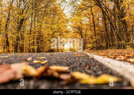 Une route sinueuse avec des chutes lâches laisse à travers les arbres d'automne en allemagne rhénanie palantino. Banque D'Images