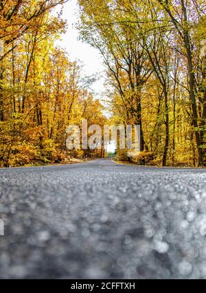 Une route sinueuse avec des chutes lâches laisse à travers les arbres d'automne en allemagne rhénanie palantino. Banque D'Images