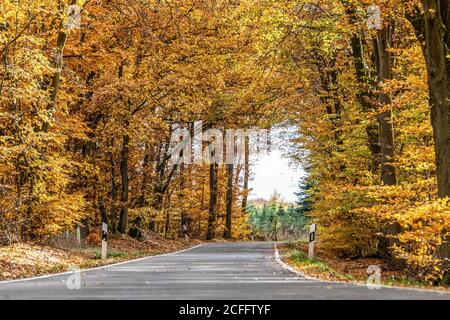 Une route sinueuse avec des chutes lâches laisse à travers les arbres d'automne en allemagne rhénanie palantino. Banque D'Images