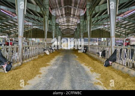 Intérieur d'une grange à vaches spacieuse et moderne avec des vaches dans des étals manger du foin près de la clôture en métal sous le toit en métal sur moderne ferme à la campagne Banque D'Images