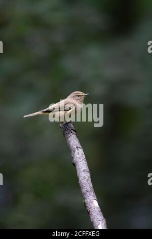 Le chien commun Phylloscopus collybita en profil perching sur un vieux Branche en bois sur fond vert diffus propre dans le Yorkshire bois Banque D'Images