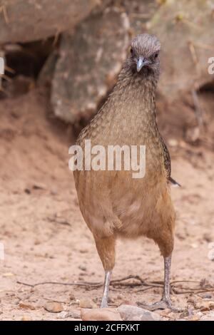 Plaine Chachalaca, Ortalis vetula, au ranch Javelina-Martin et refuge d'oiseaux près de McAllen, Texas. Banque D'Images