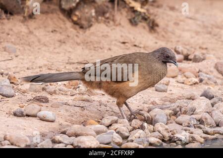 Plaine Chachalaca, Ortalis vetula, au ranch Javelina-Martin et refuge d'oiseaux près de McAllen, Texas. Banque D'Images