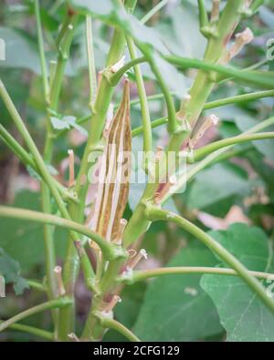 La gousse d'okra biologique mûre et sèche sur la plante pour économiser les graines dans le jardin près de Dallas, Texas, USA Banque D'Images