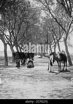 Légende originale: Vues égyptiennes; les pyramides de Gizeh. Route menant aux pyramides de Gizeh - lieu : Égypte--Jizah ca. 1900 Banque D'Images
