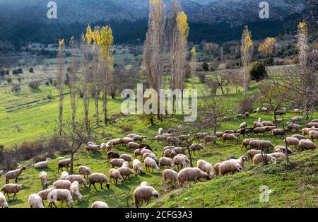 Des moutons paissant près de Hrisovitsi au nord de Tripoli en Arcadie, Péloponnèse, Grèce centrale. Banque D'Images