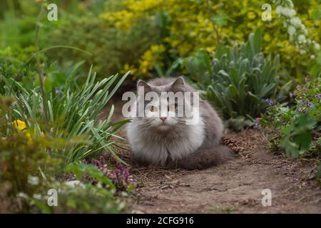 Le beau chat heureux se tient dans le jardin parmi les arbres. Portrait extérieur de chat jouant avec des fleurs dans un jardin. Banque D'Images