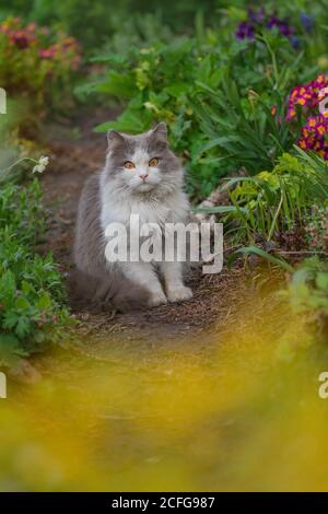 Le beau chat heureux se tient dans le jardin parmi les arbres. Portrait extérieur de chat jouant avec des fleurs dans un jardin. Banque D'Images