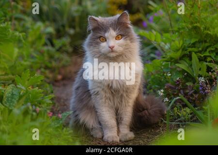 Le beau chat heureux se tient dans le jardin parmi les arbres. Portrait extérieur de chat jouant avec des fleurs dans un jardin. Banque D'Images