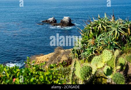 Belles vues sur l'océan avec cactus défocués au premier plan sur une falaise, et Seal Rock avec des oiseaux de rivage perchés au loin à Laguna Beach, CA. Banque D'Images