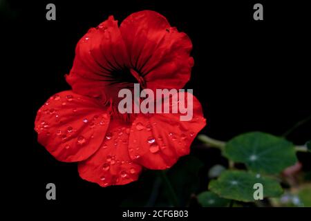 Brunswick, Allemagne. Le 05septembre 2020. Après une douche de pluie, des gouttes d'eau se trouvent sur la fleur d'un grand nasturtium (Tropaeolum majus). Le bas Ottilie a apporté des températures en chute à la fin de la semaine. La nuit et le jour, il devient frais en automne. Cependant, dans la semaine à venir, les températures augmenteront de nouveau dans certaines régions de Basse-Saxe. Credit: Stefan Jaitner/dpa/Alay Live News Banque D'Images