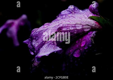 Brunswick, Allemagne. Le 05septembre 2020. Des gouttes d'eau sont couchés sur la fleur d'une allow de jardin après une douche à effet pluie. Le bas Ottilie a apporté des températures en chute à la fin de la semaine. La nuit et pendant la journée, il devient frais automatiquement. Cependant, dans la semaine à venir, les températures augmenteront de nouveau dans certaines régions de Basse-Saxe. Credit: Stefan Jaitner/dpa/Alay Live News Banque D'Images