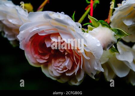 Brunswick, Allemagne. Le 05septembre 2020. Des gouttes d'eau se trouvent sur la fleur d'une rose blanche après une douche à effet pluie. Le bas Ottilie a apporté des températures en chute à la fin de la semaine. La nuit et pendant la journée, il devient frais automatiquement. Cependant, dans la semaine à venir, les températures augmenteront de nouveau dans certaines régions de Basse-Saxe. Credit: Stefan Jaitner/dpa/Alay Live News Banque D'Images