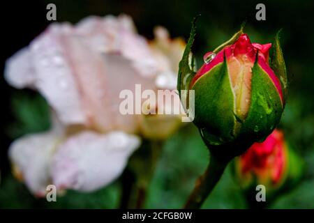 Brunswick, Allemagne. Le 05septembre 2020. Une goutte d'eau colle à un rosebud après une douche à effet pluie. Le bas Ottilie a apporté des températures en chute à la fin de la semaine. La nuit et pendant la journée, il devient frais. Cependant, les températures augmenteront de nouveau dans certaines régions de Basse-Saxe dans la semaine à venir. Credit: Stefan Jaitner/dpa/Alay Live News Banque D'Images