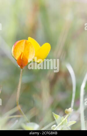 Un portrait d'une fleur de trèfle de pied d'oiseau qui grandit parmi Le Sussex Meadowland Banque D'Images