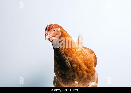 Gros plan de jeunes poulets domestiques rouges sur fond blanc en studio
