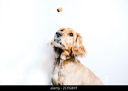 Petit angle de chien de race saine mignon qui attrape un en-cas volant assis contre un mur blanc Banque D'Images