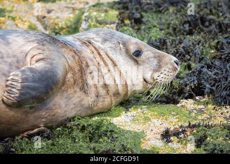 Le phoque gris femelle (Halichoerus grypus) Pour dormir sur les rochers recouverts d'algues de Northumberland Banque D'Images