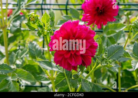 De belles fleurs de dahlia rouge vif, qui poussent dans le jardin. Nature estivale. Banque D'Images