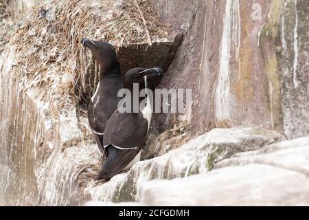 Un bébé Razorbill (Alca torda) se cache derrière ses parents au moment de se nourrir sur la falaise Banque D'Images