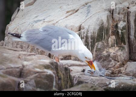 Un goéland argenté adulte (Larus argentatus) Captures et tue et poussin de kittiwake (Rissa tridactyla) Sur les falaises des îles de Farne Banque D'Images