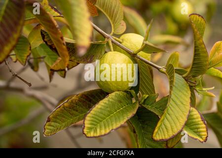 Fruit de la goyave sur un arbre Banque D'Images