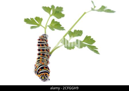 Vue frontale et dorsale d'un papillon à queue blanche (Papilio machaon) caterpillar laissant une branche de persil isolée sur un fond blanc. Intermédiaire Banque D'Images