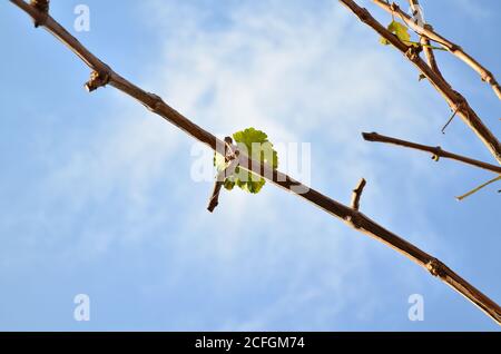 Une feuille de raisin sur une vigne élatée contre un bleu ciel en automne Banque D'Images