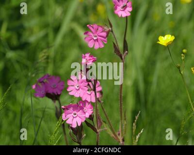 Fleur sauvage Silene dioica sur un pré vert gros plan Banque D'Images