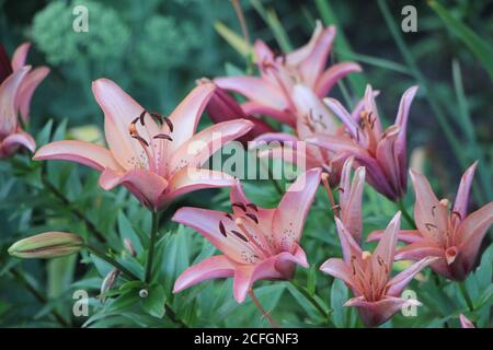 Les lillies roses en fleur qui poussent dans le jardin entre autres fleurs Banque D'Images