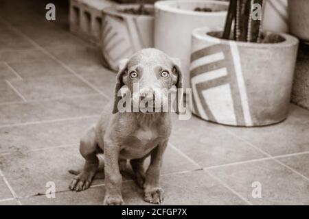 Photographie d'un petit chien de Weimaraner Banque D'Images