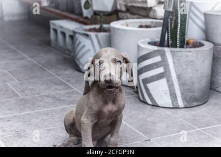 Photographie d'un petit chien de Weimaraner Banque D'Images