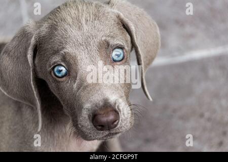 Photographie d'un petit chien de Weimaraner Banque D'Images