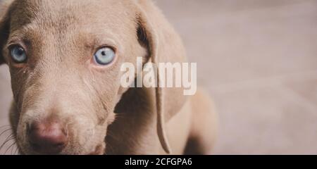 Photographie d'un petit chien de Weimaraner Banque D'Images