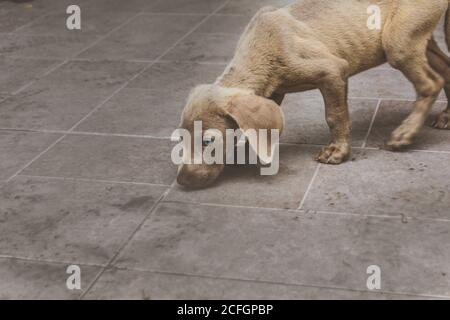 Photographie d'un petit chien de Weimaraner Banque D'Images