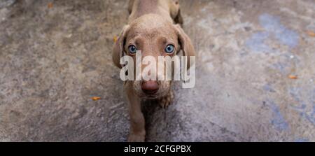Photographie d'un petit chien de Weimaraner Banque D'Images