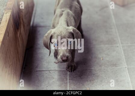 Photographie d'un petit chien de Weimaraner Banque D'Images