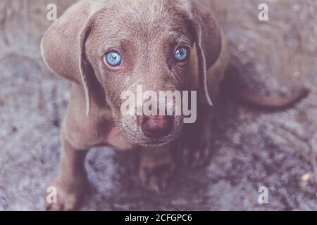 Photographie d'un petit chien de Weimaraner Banque D'Images