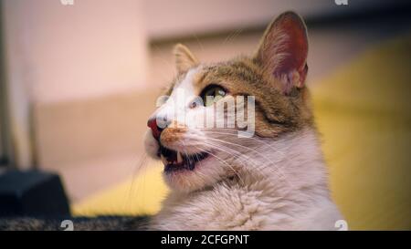 Un chat tabby domestique heureux et en bonne santé à la recherche. Gros plan, intérieur, faible profondeur de champ. Banque D'Images