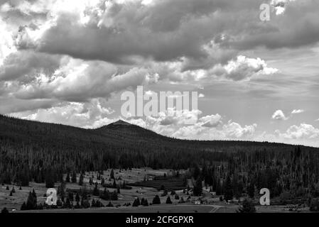 Vue sur la végétation depuis la forêt bohème en monochrome Banque D'Images