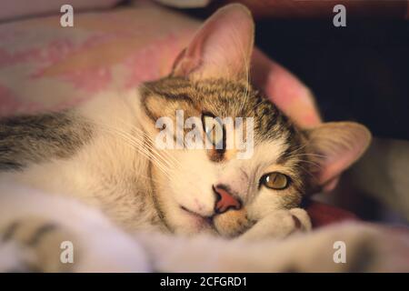 Magnifique chat tabby avec des yeux verts, regardant intensément l'appareil photo. Banque D'Images