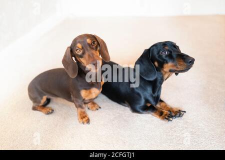 Deux adorables dachshunds miniatures à l'intérieur sur un tapis crème. Le chiot chocolat et brun clair est assis en regardant l'appareil photo. Le noir et le bronzage Banque D'Images