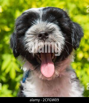 Blanc drôle Tibétain Terrier chien chiots yawns Banque D'Images