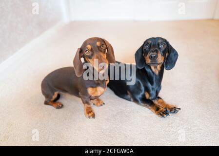 Deux adorables dachshunds miniatures à l'intérieur sur un tapis crème. Les deux chiens regardent la caméra. Banque D'Images