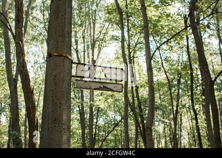 ancien panneau cassé sur l'arbre dans la forêt Banque D'Images