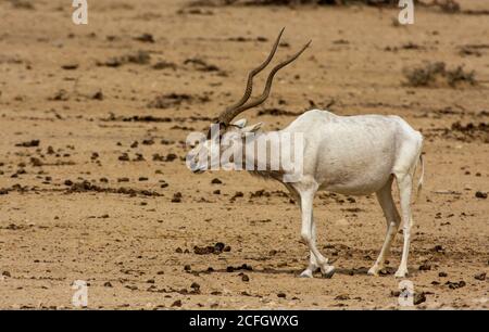 Addax Banque D'Images