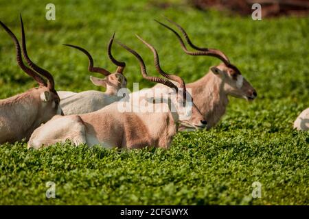 Addax Banque D'Images