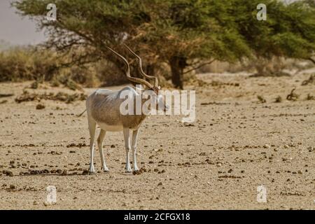 Addax Banque D'Images