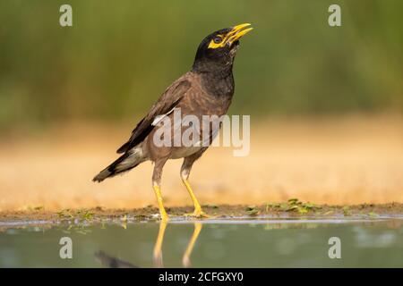Myna commune ou myna indienne (Acridotheres tristis) Banque D'Images